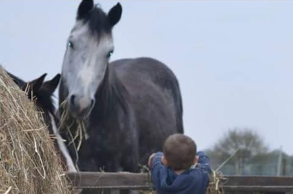 Groeigroep groeicirkel zelfvertrouwen vertrouwen ouders kinderen ouder kind paard paarden coach coaching therapie hypo hypotherapie ekeren malle antwerpen boost boosten relatie angst angsten overwinnen