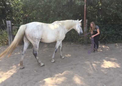 Groeigroep groeicirkel zelfvertrouwen vertrouwen ouders kinderen ouder kind paard paarden coach coaching therapie hypo hypotherapie ekeren malle antwerpen boost boosten relatie angst angsten overwinnen