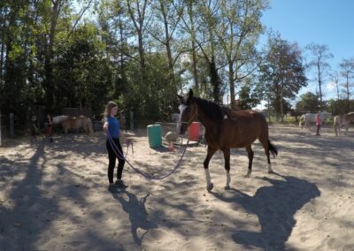 Groeigroep groeicirkel zelfvertrouwen vertrouwen ouders kinderen ouder kind paard paarden coach coaching therapie hypo hypotherapie ekeren malle antwerpen boost boosten relatie angst angsten overwinnen